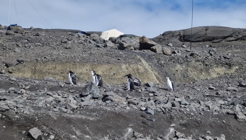 Bouvet Island Penguins - Wildlife
