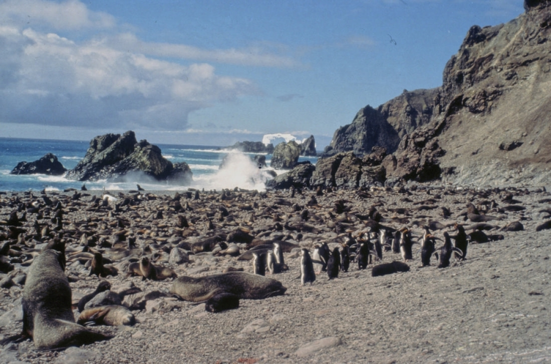 Bouvet Island Wildlife