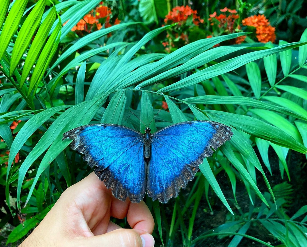 The Butterfly Park (Mariposario), right in front of the Buddhist Benalmádena stupa.