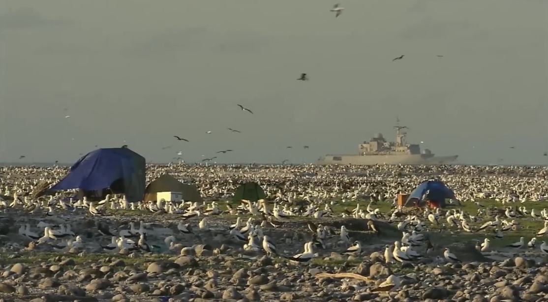 Bird Watching - Clipperton Island