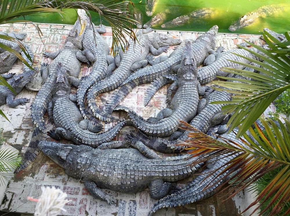 Crocodile Farm Park Of Battambang