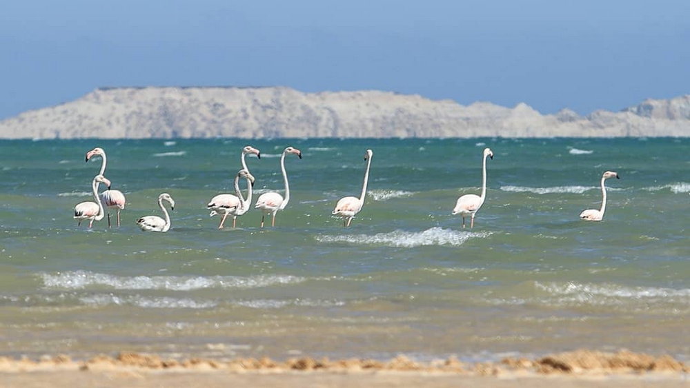Birdwatching in the National Park Of Dakhla
