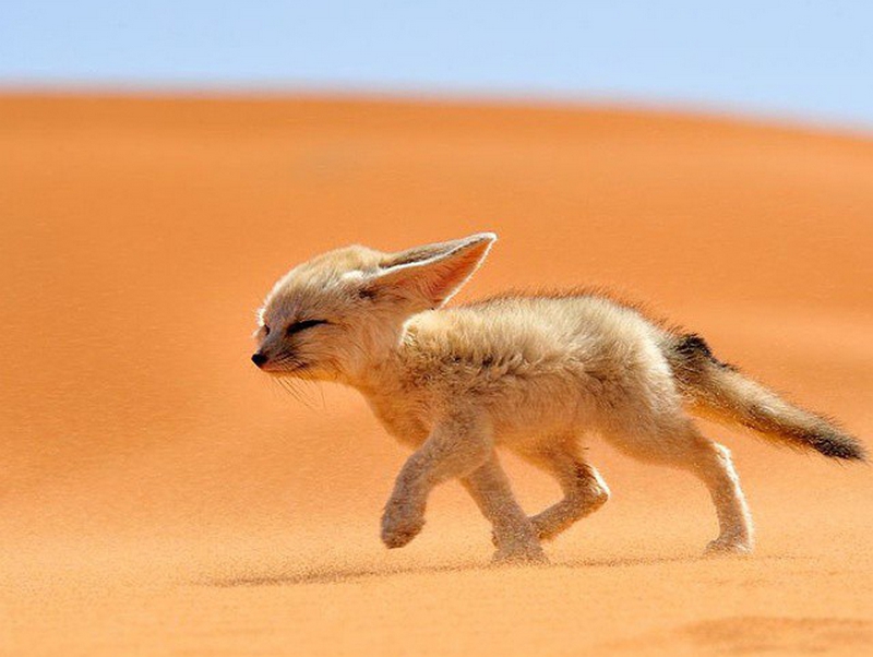 Dakhla Desert Wildlife