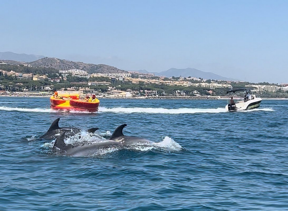 Boat Trip to spot dolphins in la Costa del Sol, Spain