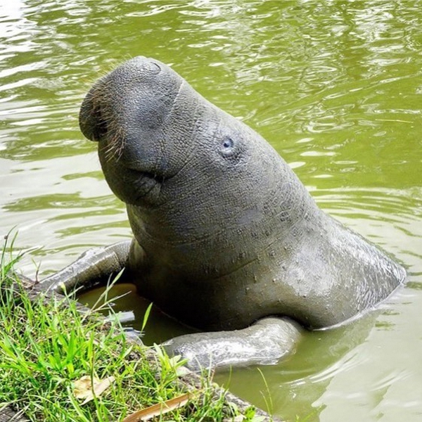 Feeding the manatees in Georgetown Botanical gardens, you can feed them with fresh grass.