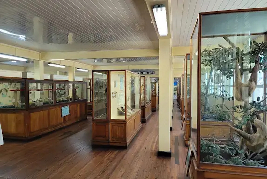 National Museum of Guyana in Georgetown, local wildlife exhibit