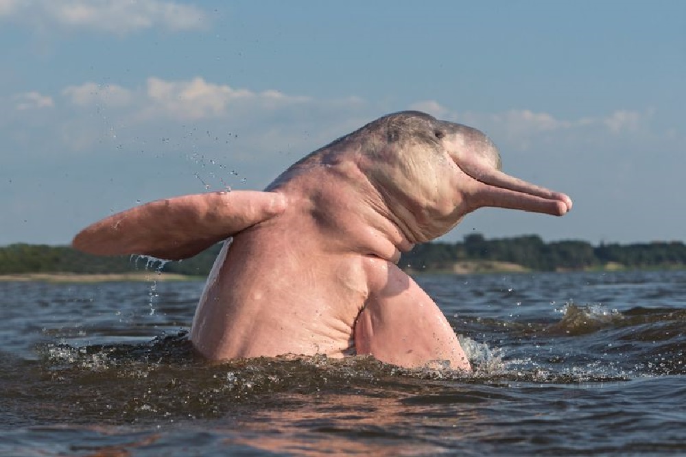 The Amazon river dolphin, also known as the pink river dolphin or boto, lives only in freshwater.